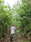 3 yrs Seraya Tembaga